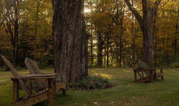 Row of Adirondack chairs along the tree line