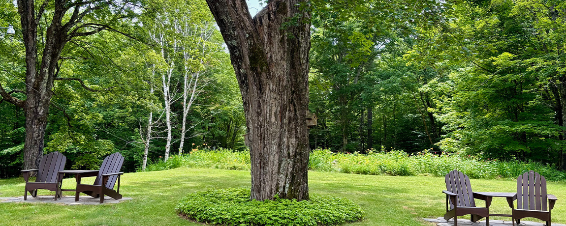 Row of Adirondack chairs along tree line
